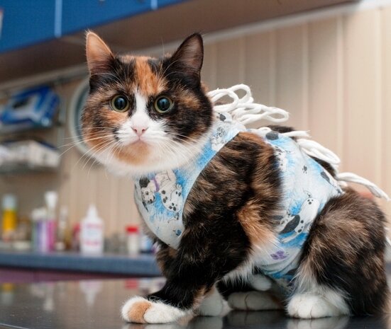 Стерилизация кошки - необходимость