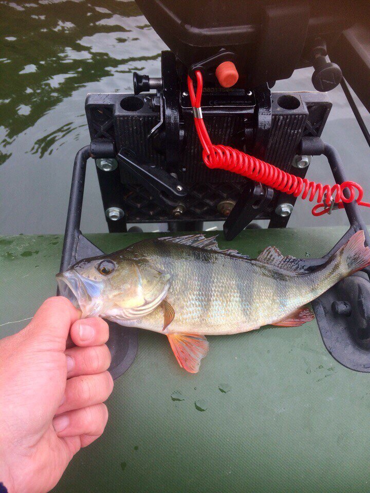 Вот они красавцы гопники.