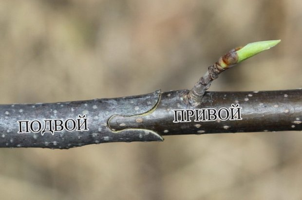 Один из способов прививки. Фото из сети.