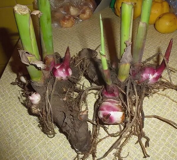 канны цветы клубни. корневище канны. корневище канны. канны цветы корни. цветок канна корневища.