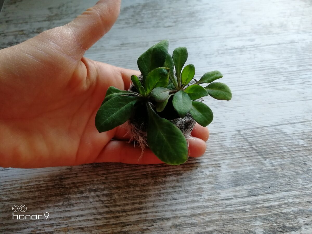 Митина Мария