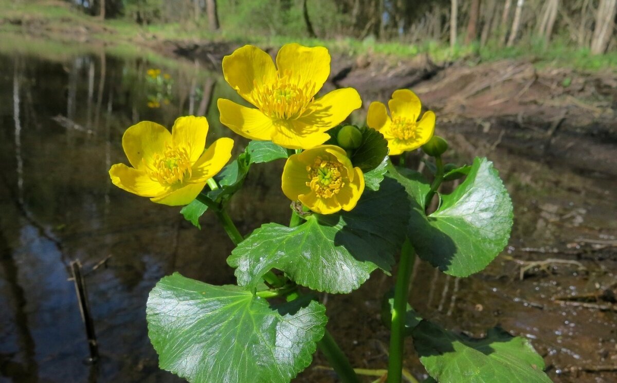 Калужница Болотная Caltha palustris