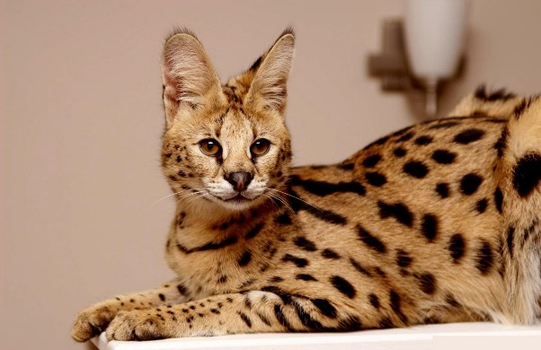 Кошка Ашера