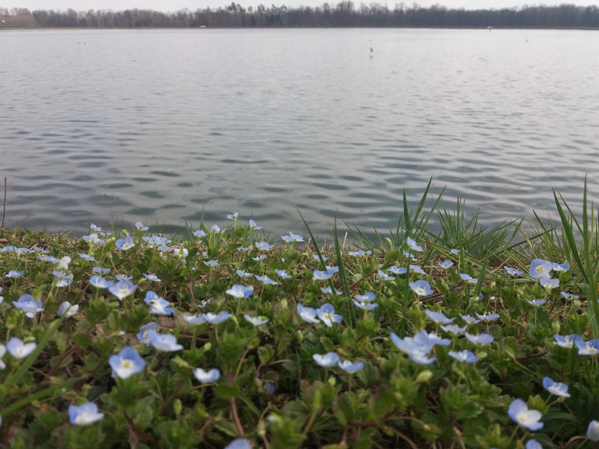 Дунай в этом году полноводный