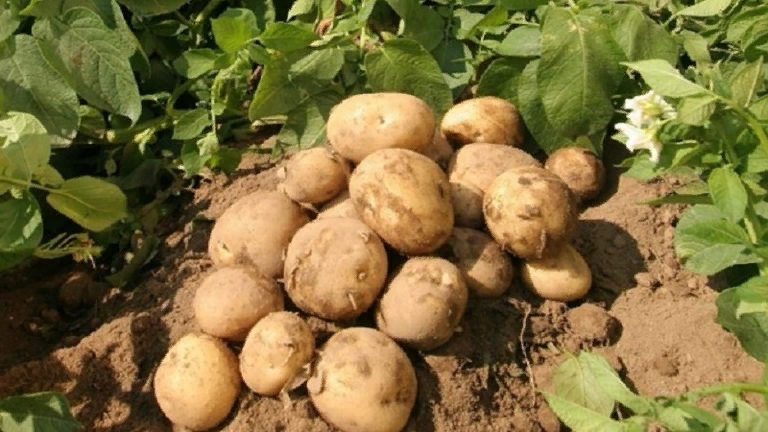 Ранний картофель: выбираем самые урожайные сорта