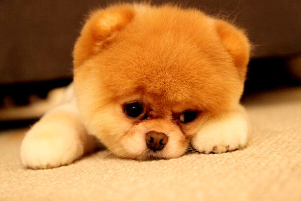 Это живая мягкая игрушка. Буквально плюшевый мишка, которые бегает за тобой по квартире, носит тапочки и трется об ноги. Мимимишность этих собачек превышает нормы, утвержденные Европейской конвенцией о защите прав человека. Они преступно милы. Кроме того, этот шпиц отличается умом и сообразительностью.