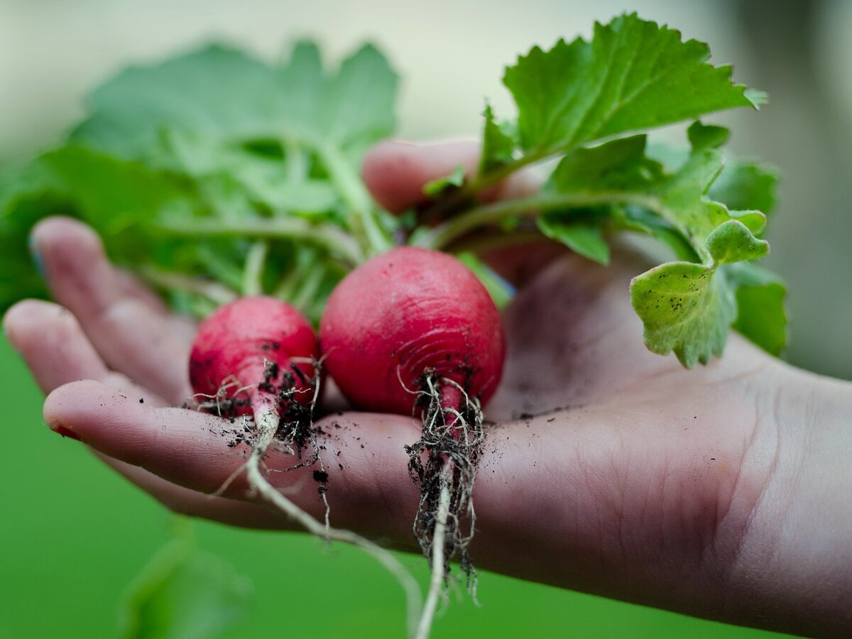 Скороспелые сорта редиса некрупные, сочные и прекрасно подходят для выращивания в теплице