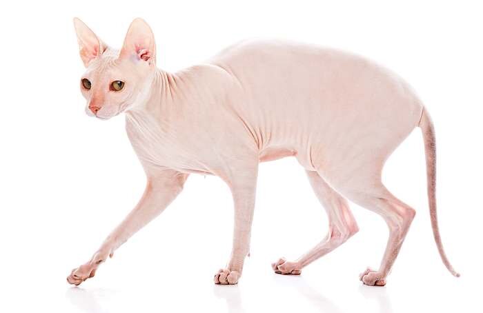 Донской сфинкс 