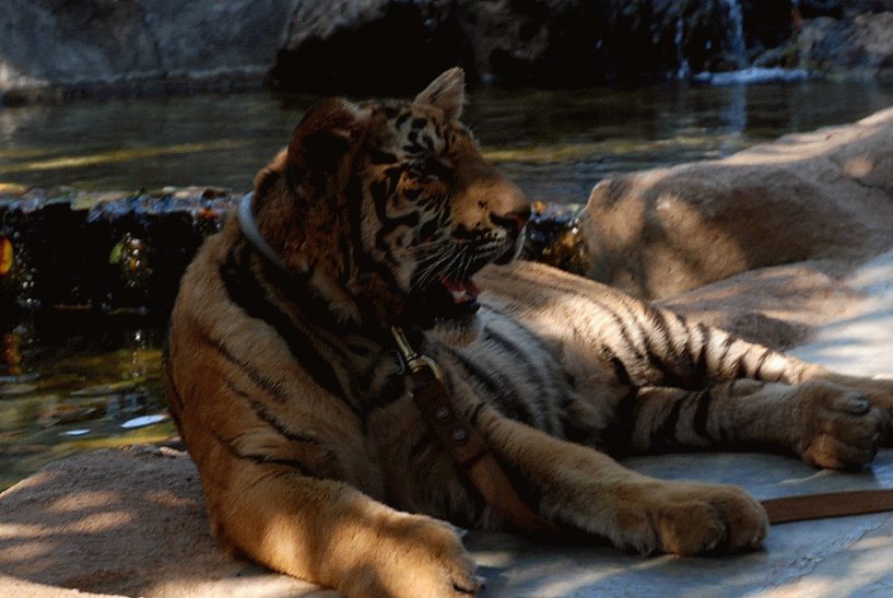  Эй, не стойте слишком близко! Я тигрёнок, а не киска!