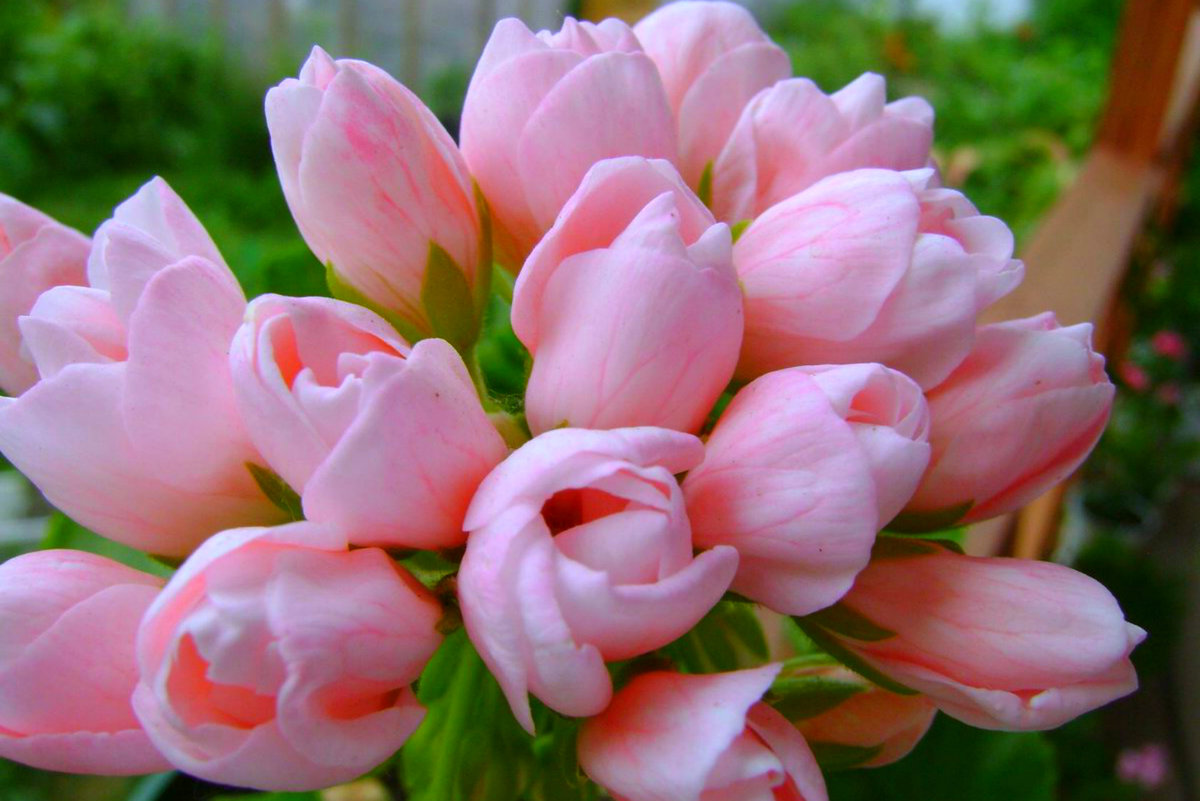 Пеларгония сорта Эмма