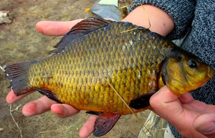 Карась Золотой (Carassius carassius) (наличие подтверждается мененджером)