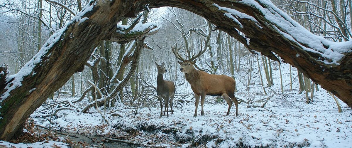 Кадр из фильма "О теле и душе"