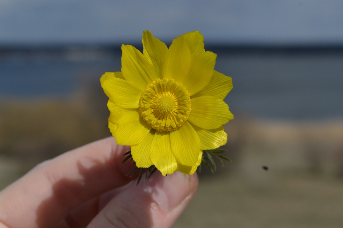 Красивый цветок