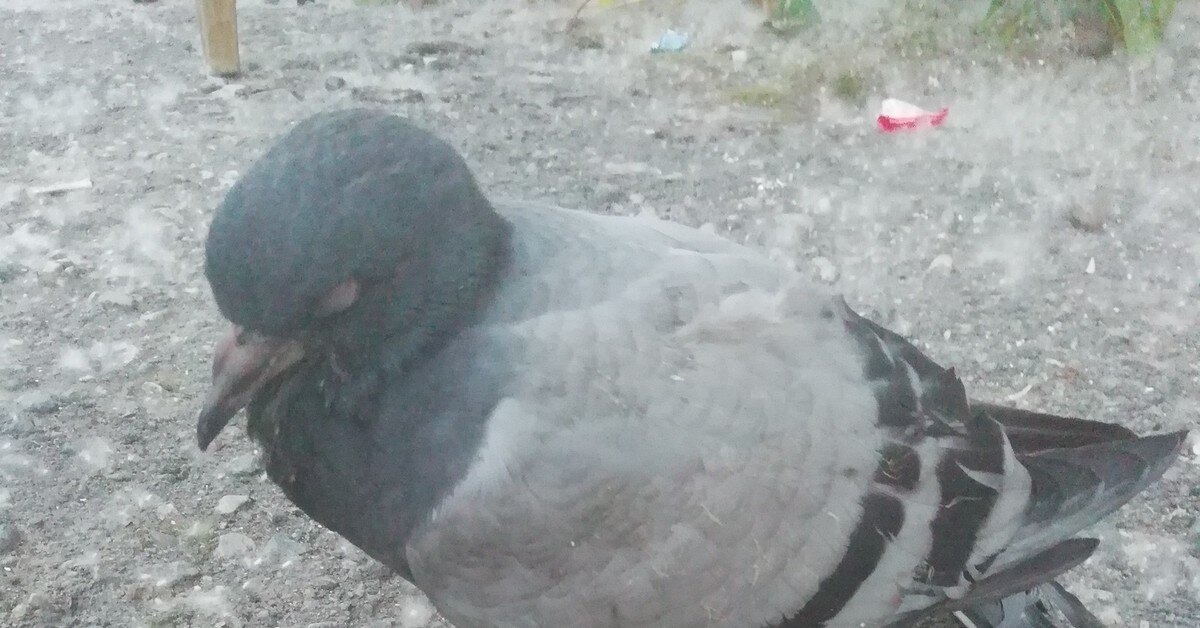 Спящий голубь.