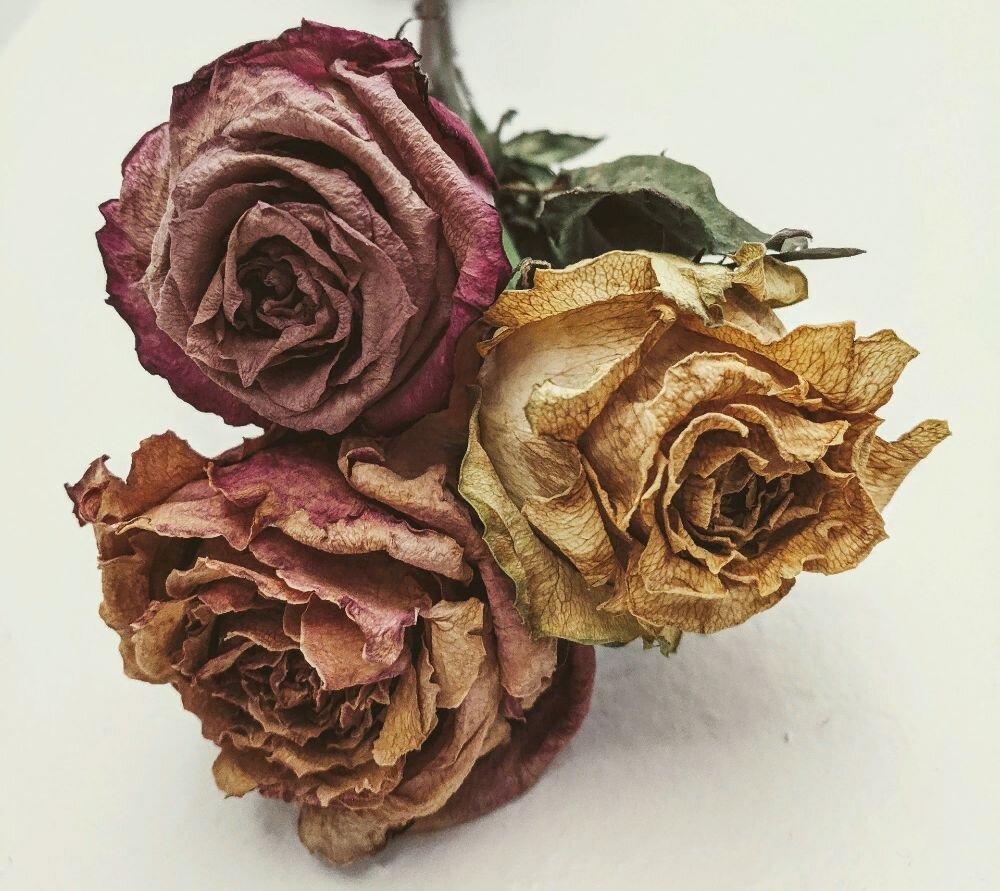 Три розы повесили головы...