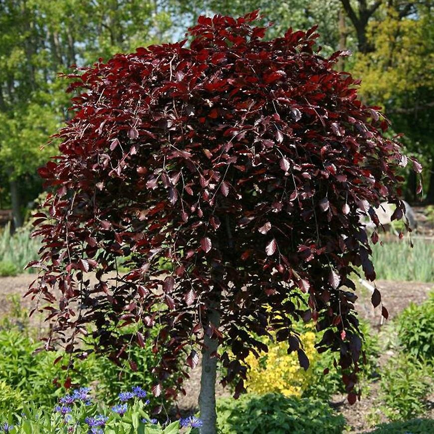 Берёза повислая "Purpurea"- медленнорастущее дерево высотой до 10 (15) м с ажурной узкой кроной, тёмным стволом и поникающими тёмно-пурпурными побегами. Кора тёмно-серая, у молодых деревьев красновато-коричневая. Листья при распускании тёмно-красные, затем тёмно-пурпурные;осенняя окраска от бронзовой до коричневато-красной. В кроне часто появляются возвратные побеги с обычными зелёными листьями, которые необходимо удалять. Морозостойка, но в суровые зимы может подмерзать. Используется как Солитер,в рыхлых группах, контрастные посадки.