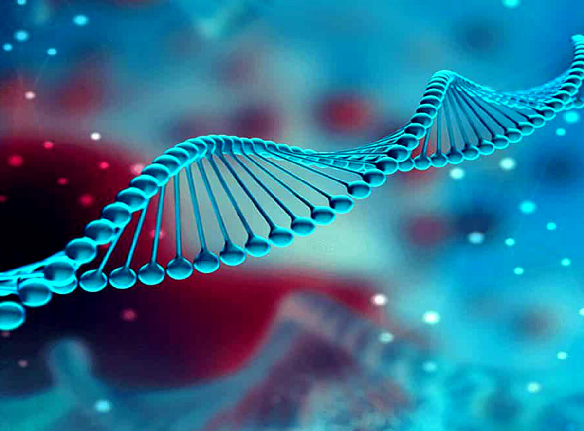 Цепочка ДНК 