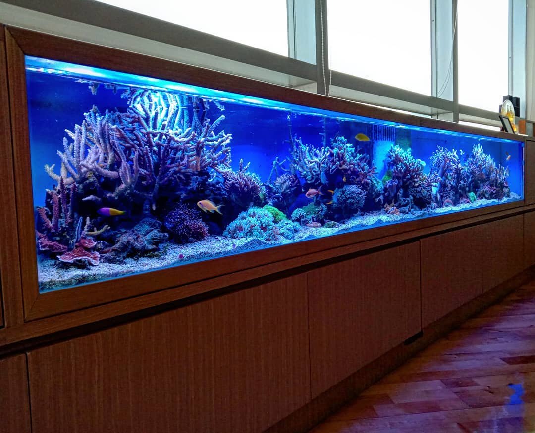 Фото из инстаграма redfinaquarium.