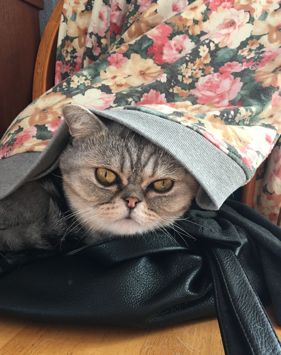 Вот он, наш "монстр"