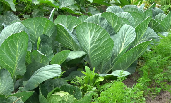 после моркови хорошо посадить капусту