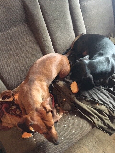 Собачий полдник.