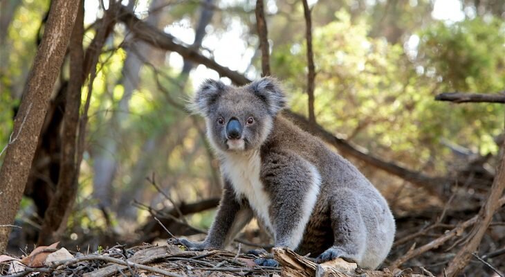 Фотоматериал: pixabay.com