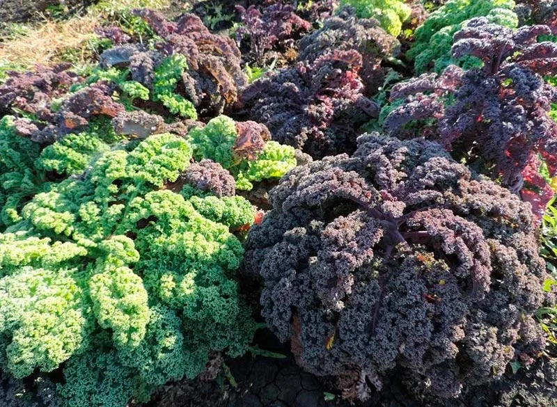 Капусту кале вырастить легко, если знать один секрет | В моём саду | Дзен