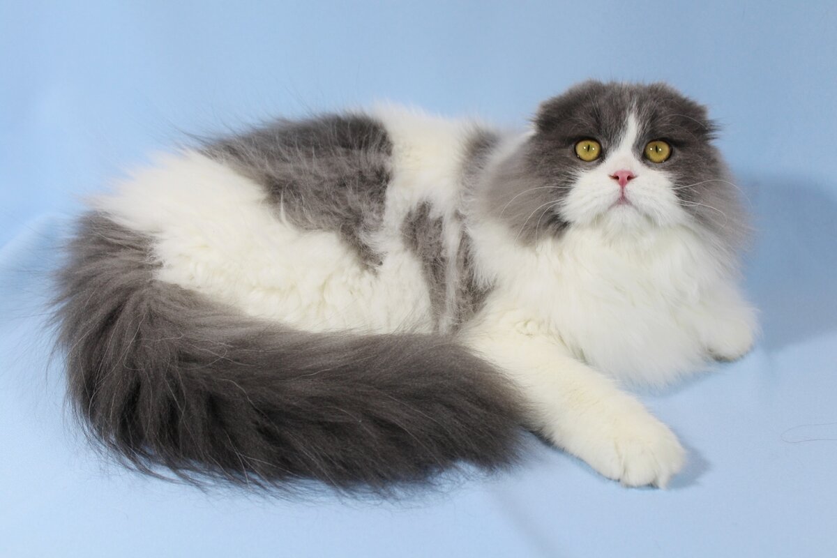 Сложные для чистки ушки по типу "фолд", кот из питомника Bady Will