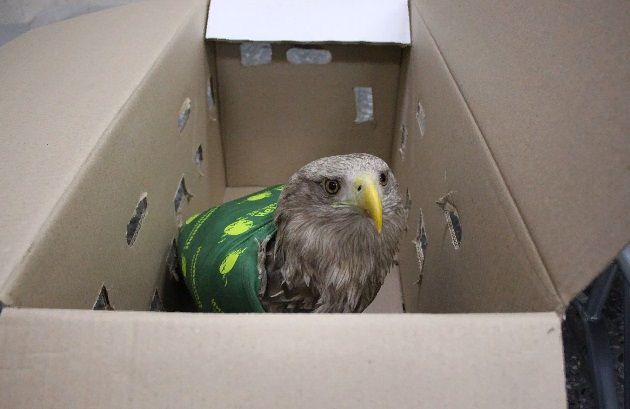 В вологодском заповеднике выхаживают краснокнижного орлана, которого подстрелили браконьеры. Чтобы спасти Нарьяна - так назвали редкого хищника - сотрудники Всемирного фонда дикой природы устроили целую спецоперацию: на боинге из Нарьян-Мара орлана отвезли сначала в Архангельск, а потом в Череповец. Там птице сделали сложную операцию.