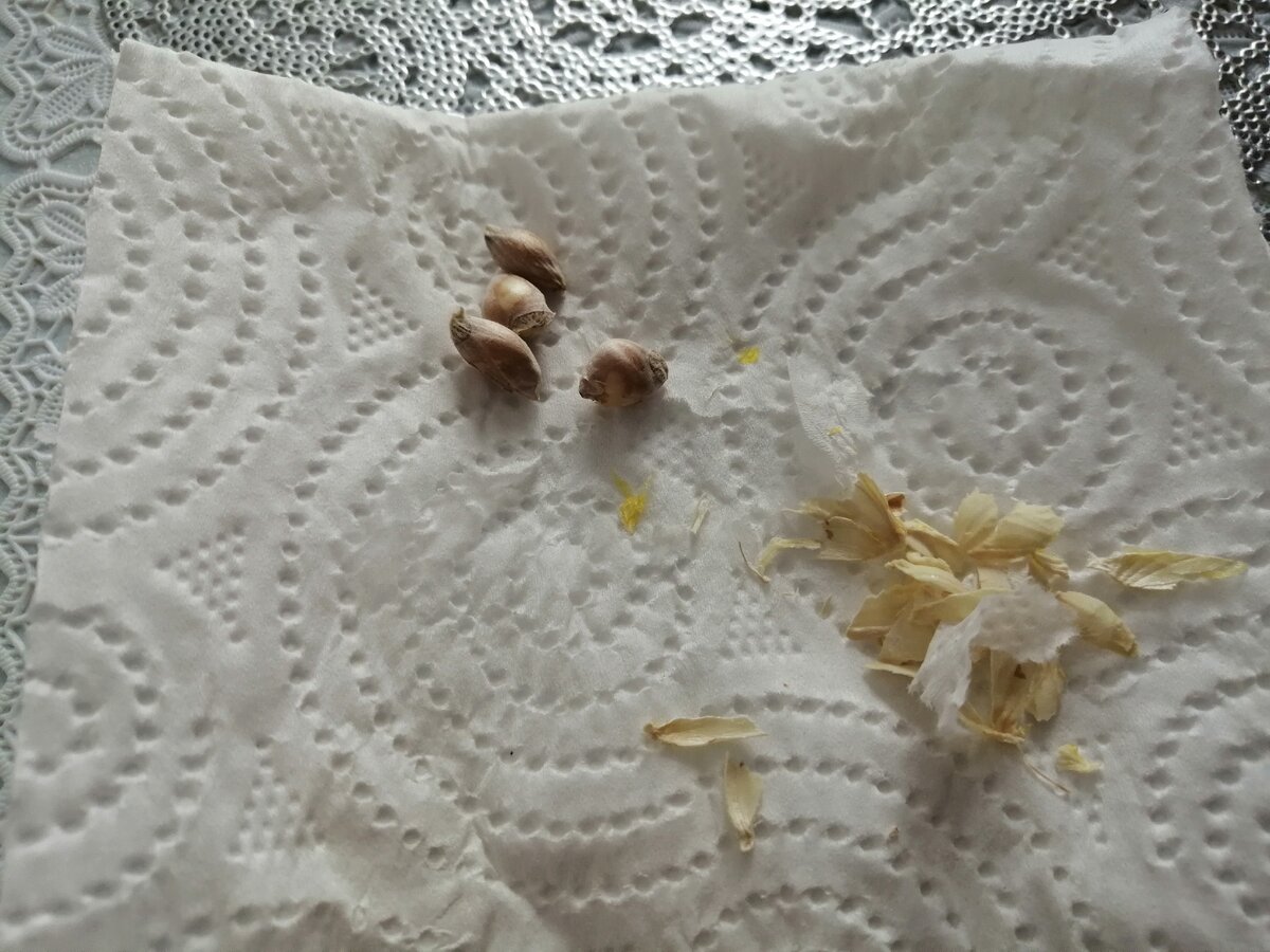 Выращивание апельсина из косточки в домашних условиях 