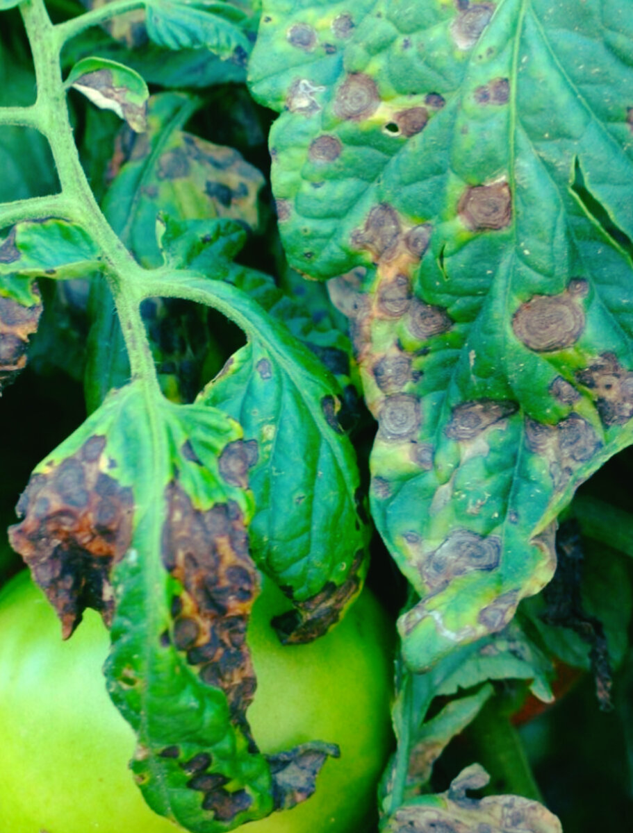                           Листья, подверженные заболеванию