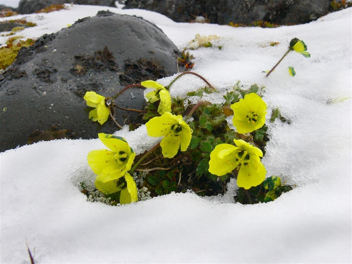 Flowers in antarctica. Полярный Мак в Арктике. Лютик Арктический. Полярные маки арктических пустынь. Полярный Мак в тундре.