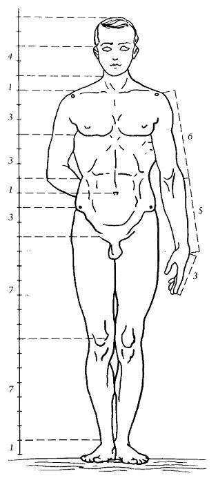ПРОПОРЦИИ ЧЕЛОВЕКА