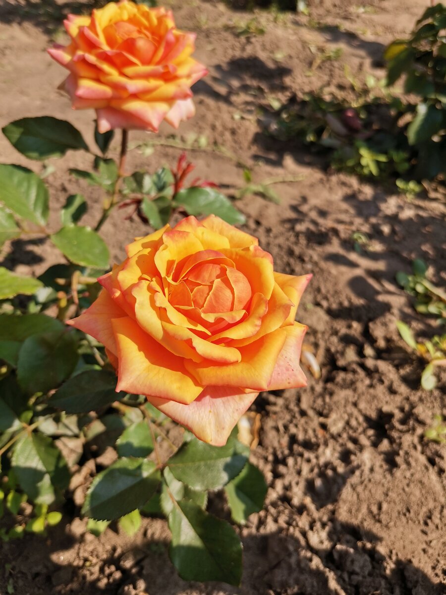 Роза Камея