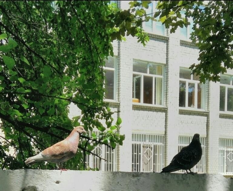 Голуби