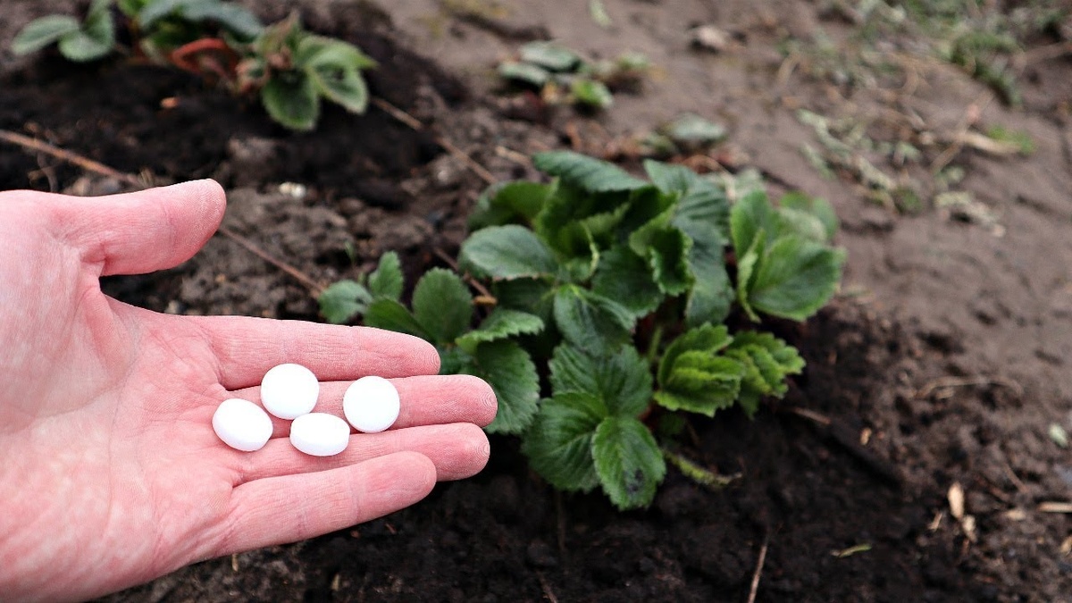 Забудьте о покупных удобрениях!!! 