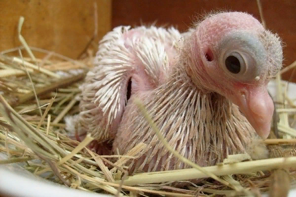 Серпастые выворотные голуби: узнайте о внешнем виде и уникальных особенностях породы