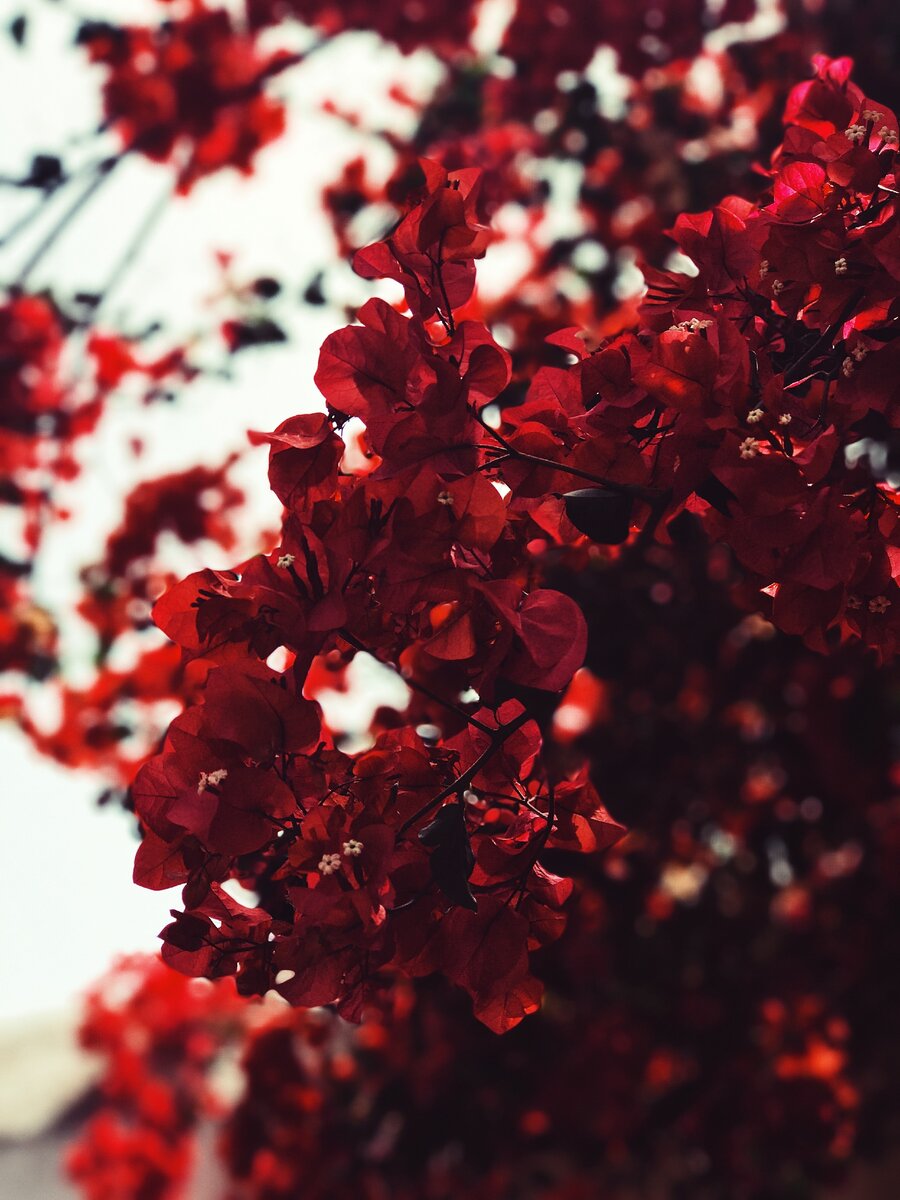 Unsplash. Luis Paico, @luispaico https://unsplash.com/photos/NNTGEoohoE4