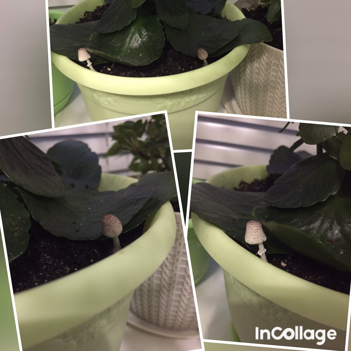 Личный коллаж.