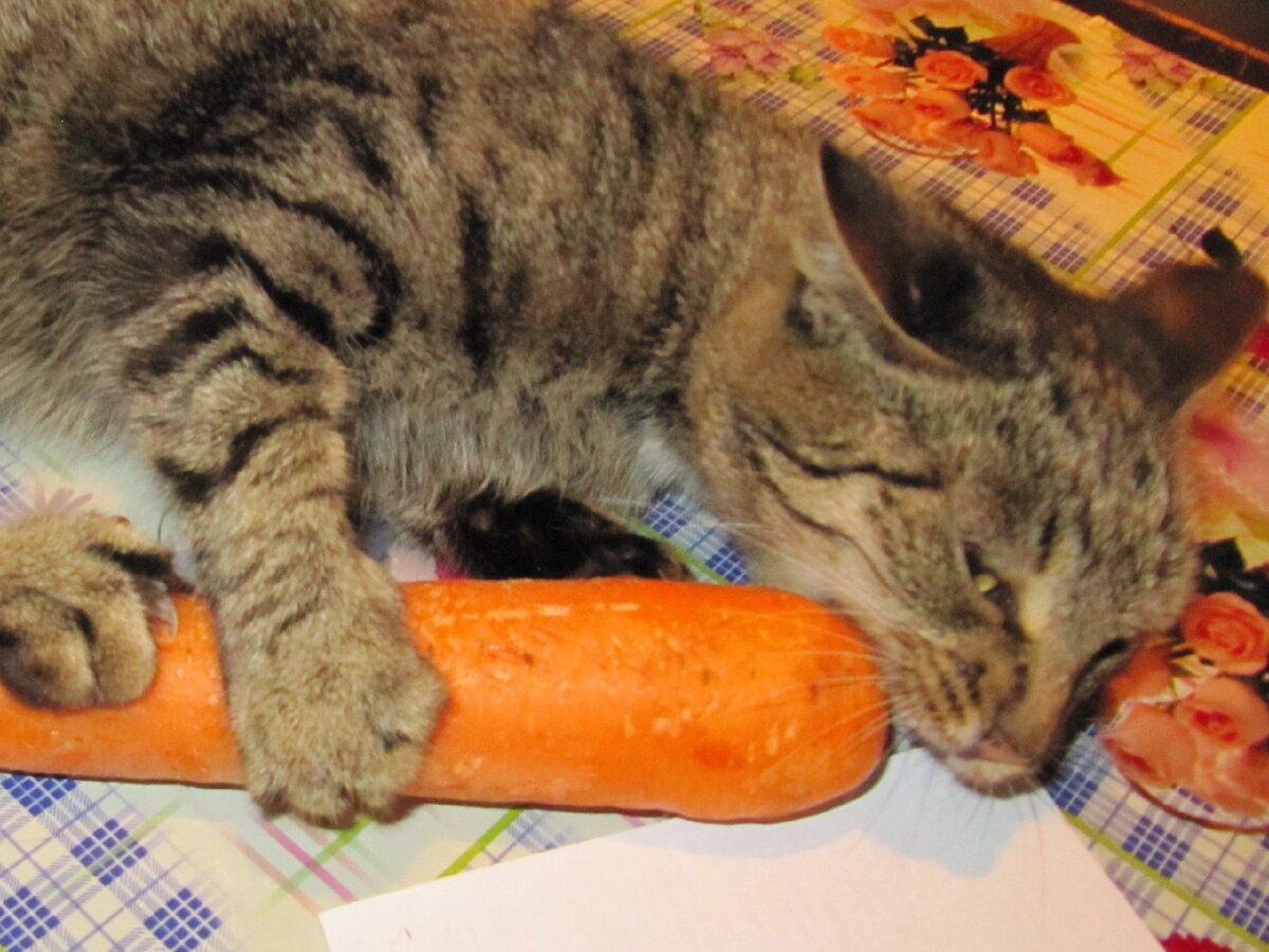 У Сильвы разыгрался зверский аппетит… 