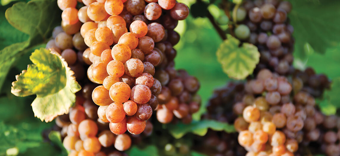 Виноград сорта Пино Гриджио