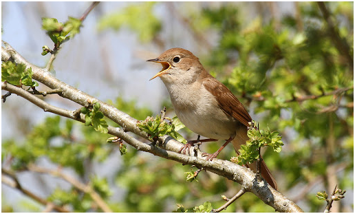 Соловей поет. Фото с ресурсов Google.