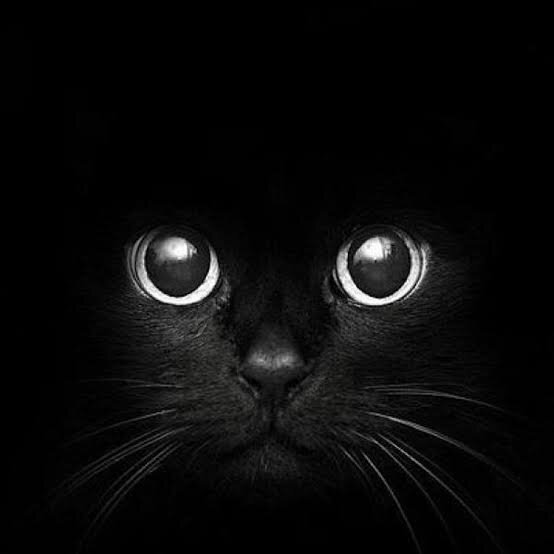 Siyah kedi — чёрная кошка