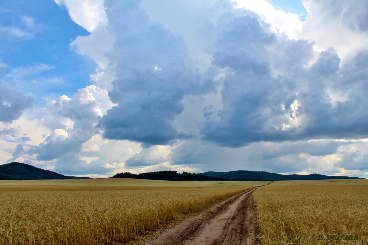 На фото пшеничные поля Тарбагатайского района с. Куйтун - родного села писателя. 2019 г.