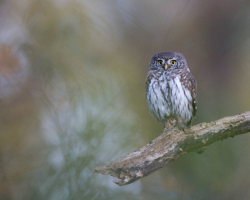 Воробьиный сычик. Фото Mattias Björkman (flickr.com)