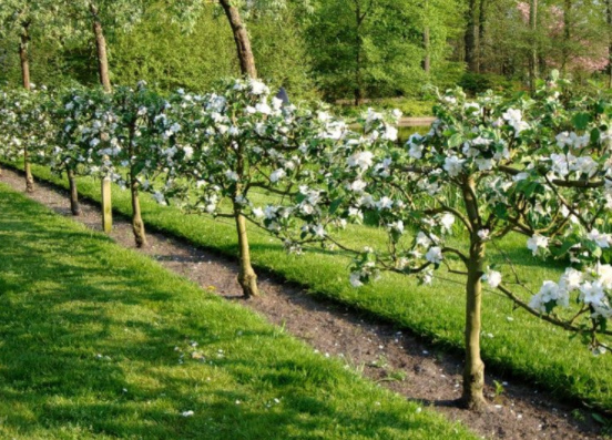 Шпалерная груша на проволочной решетке (Фото из открытого источника)