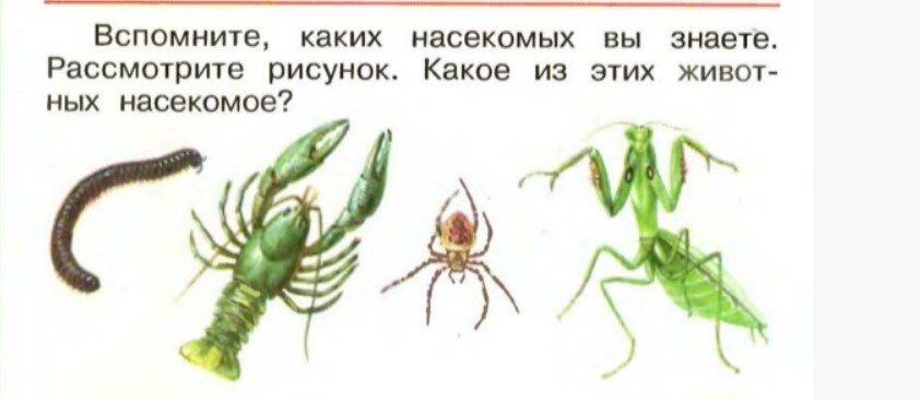 Форум сообщества насекомых не работает. Насекомые 1 класс окружающий мир. Каких насекомых вы знаете. Рассмотри рисунки насекомых. Кто такие насекомые 1 класс.