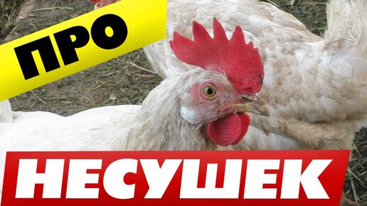 Содержание кур несушек от наших предков 🐓 Начитался хочу поделится