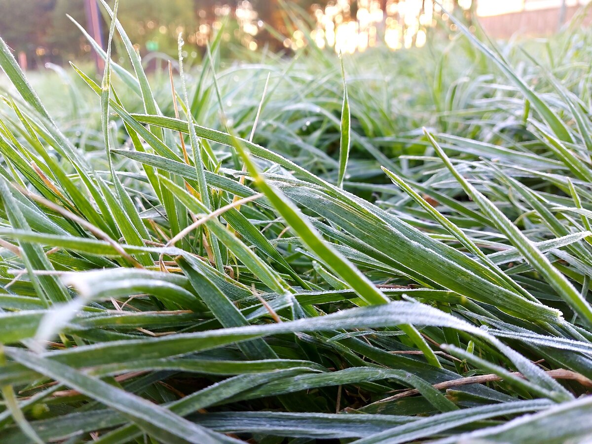 На траве лежал иней.