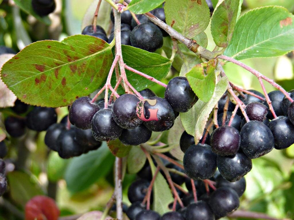 Когда собирать черноплодную рябину на урале. Черноплодная рябина арония. Черноплодная рябина польза в лесу фото. Арония черноплодная деревце. Черноплодная рябина арония.